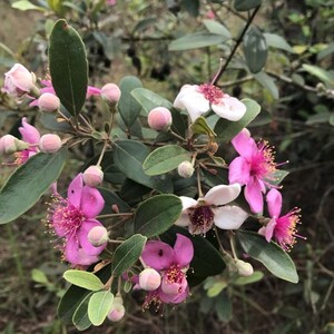 果树捻子树苗果树捻子果苗山捻子苗乌稔桃金娘树苗果苗盆栽棯子苗