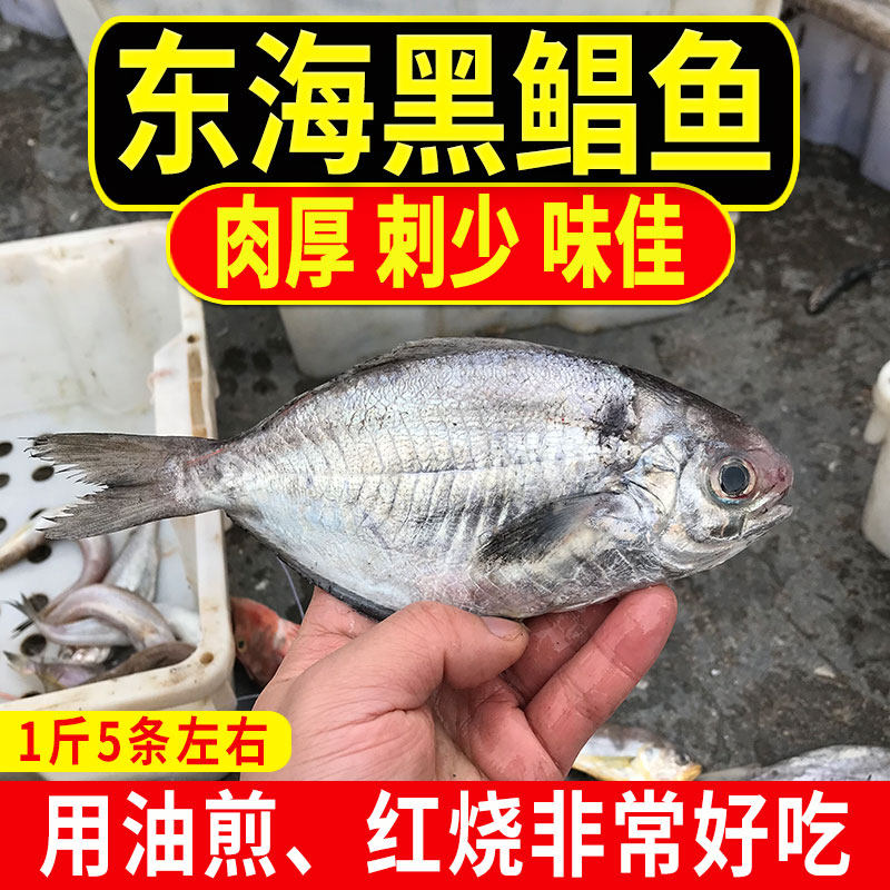 东海野生黑鲳鱼 鸭蛋鲳 肉鲳 刺鲳 适合红烧油煎吃 宝宝吃的鱼