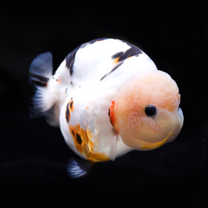 金鱼活体精品图片