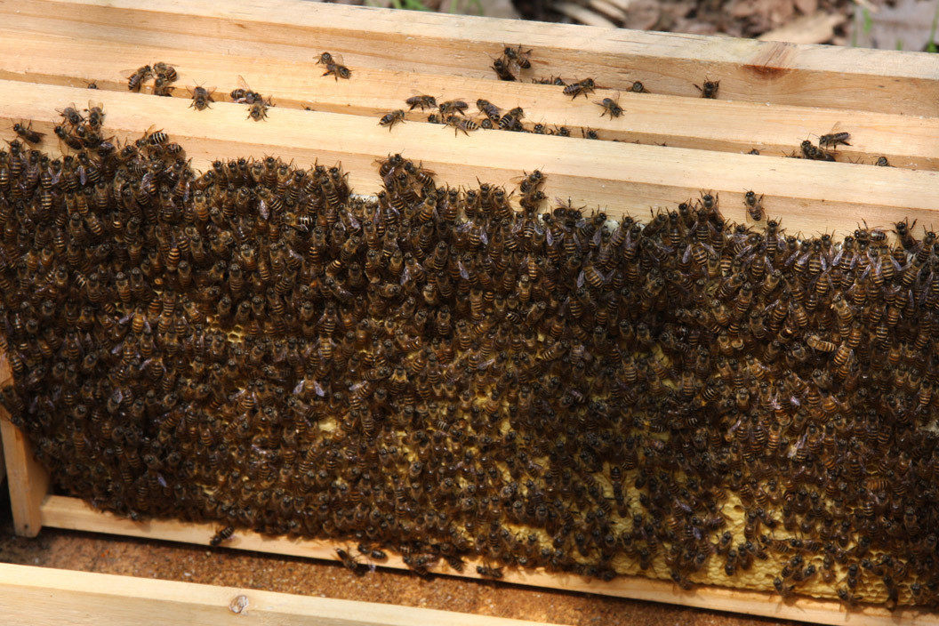 促销蜜蜂王种王湖南仓王纯种阿坝王双色王中蜂蜂王中蜂王活体包邮