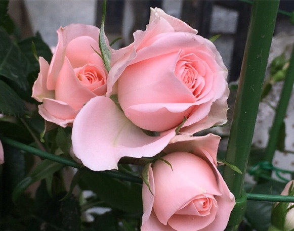 老花痴 宝贝宝石 月季花苗耐热绿植花卉玫瑰阳台庭院盆栽地栽