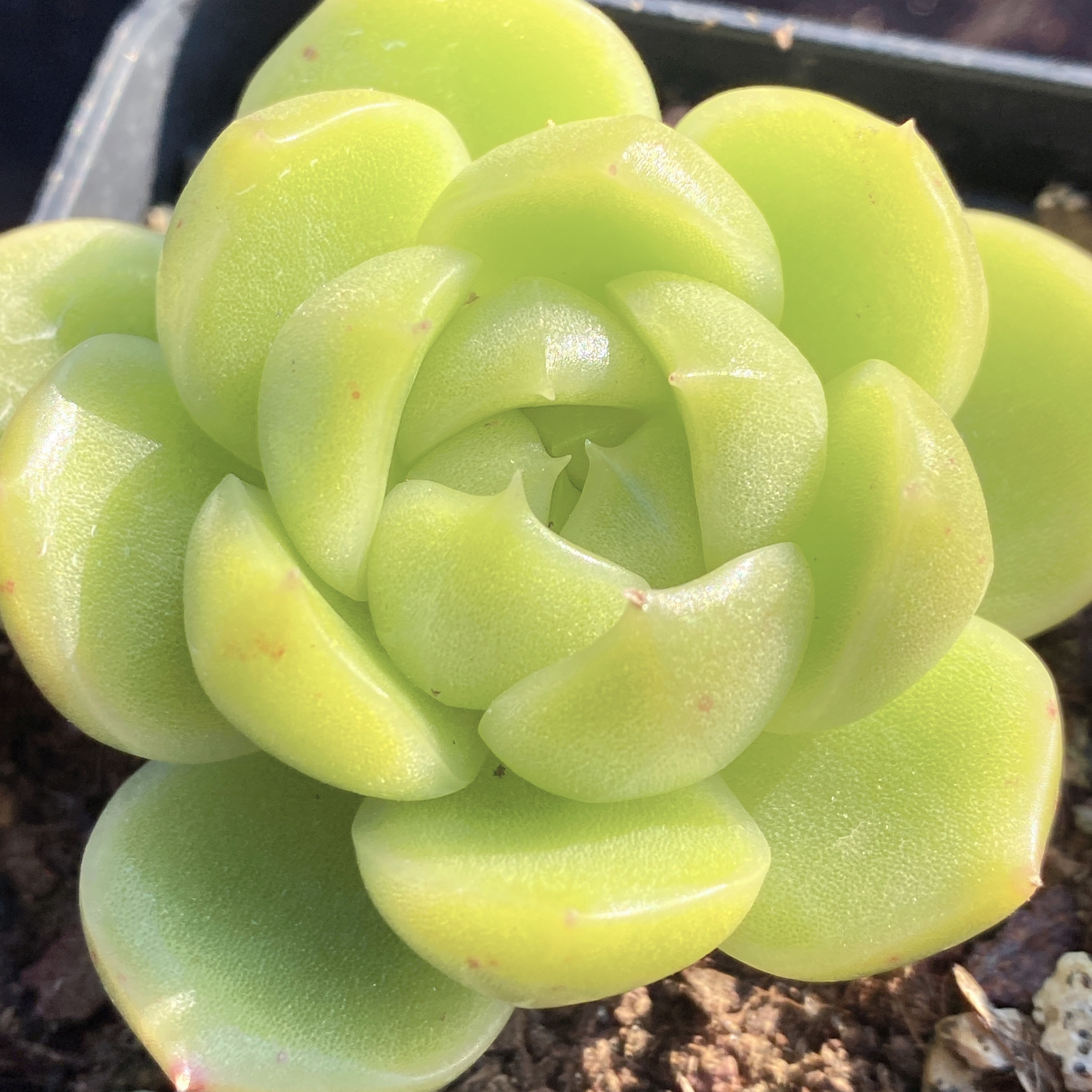 冰橙 东云  油亮油亮 蜡质感强一物一拍 港湾多肉园地