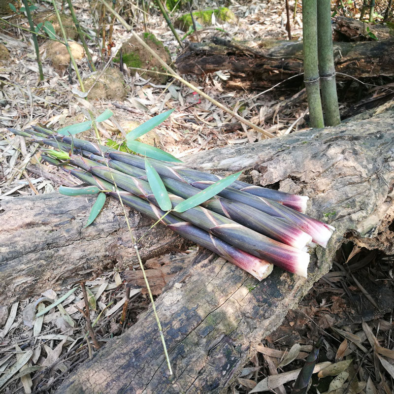 湖南新鲜小竹笋乡下农户现拔现发清水野生红壳小春笋季节蔬菜食用
