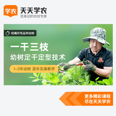 天天學農 吳老三柑橘小樹定幹定型短截修枝抹芽技術視頻課程在類目 農用物資, 農技服務中 - 來自Buy2taobao.com提供專業的淘寶代購服務