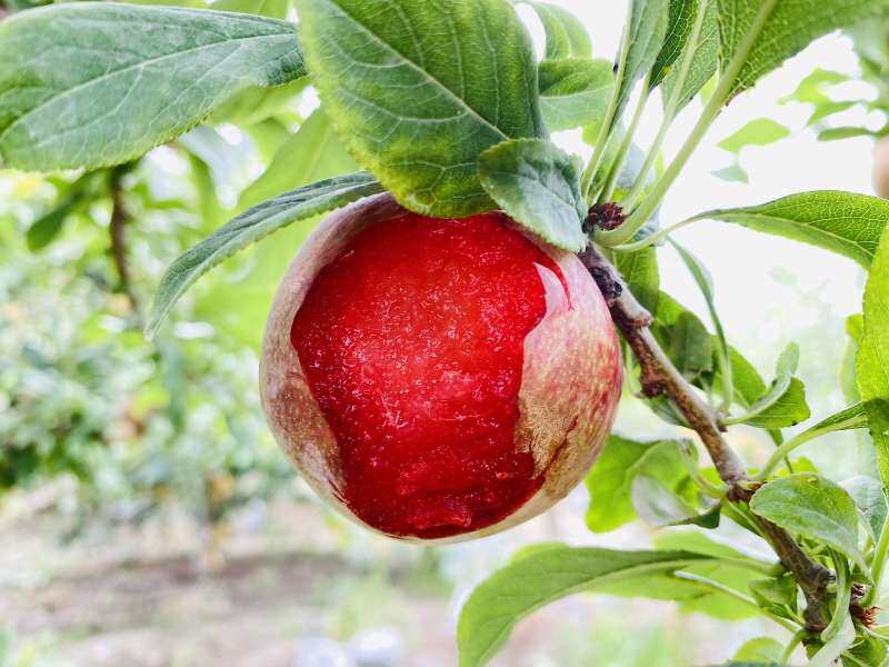 喀什味帝杏李恐龙蛋果肉鲜红脆甜可口恐龙蛋3斤口感佳自然熟—李子