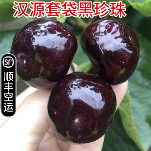 顺丰空运四川汉源高山黑珍珠车厘子大樱桃新鲜水果产地直发3/4斤