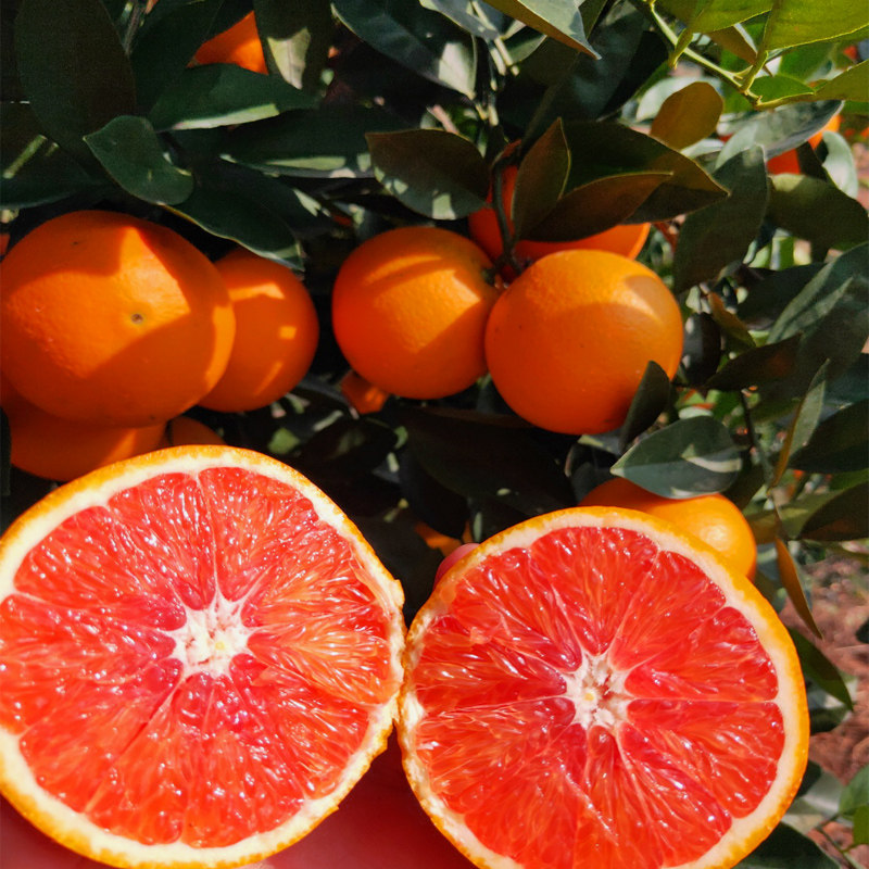 正宗江西赣南血橙当季新鲜孕妇水果10斤整箱中华红橙赣州红肉橙子