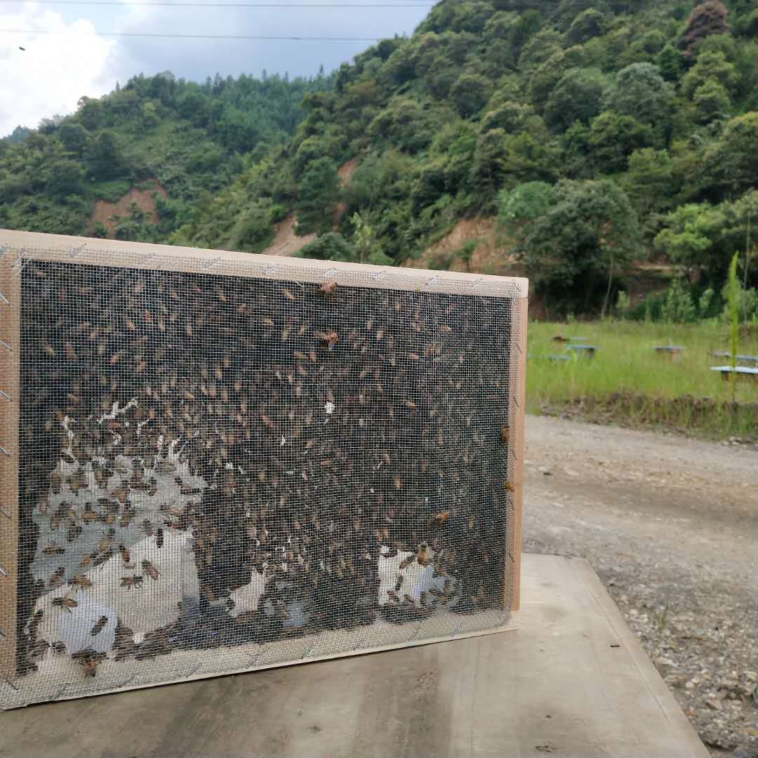 3000只带王笼蜂中蜂蜂群中华蜜蜂非双色王阿坝王蜂群活体蜜蜂蜂群|msdalam kategori Aksesori Digital 3C, pasaran komponen elektronik, komponen elektronik, Komponen lain - dari Buy2taobao.com untuk memberikan perkhidmatan ejen Taobao profesional membeli