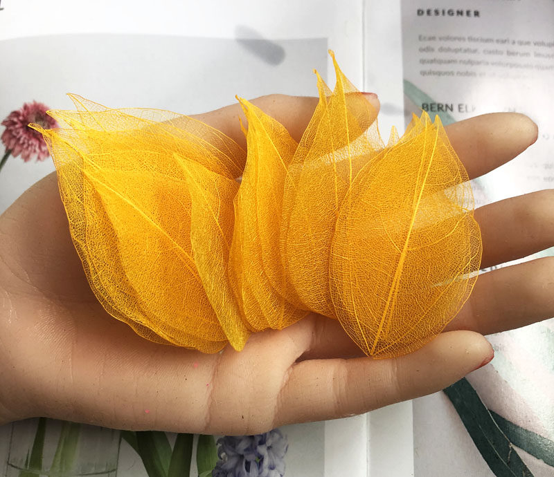 爱梦鸟金刚叶 桢树叶脉礼品礼盒辅材保鲜花永生花标本书签贺卡干