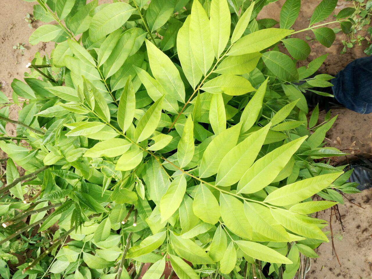 无患子树苗_镇宅宝树无患子树鬼见愁1米高木患子树苗家家庭院风水宝树