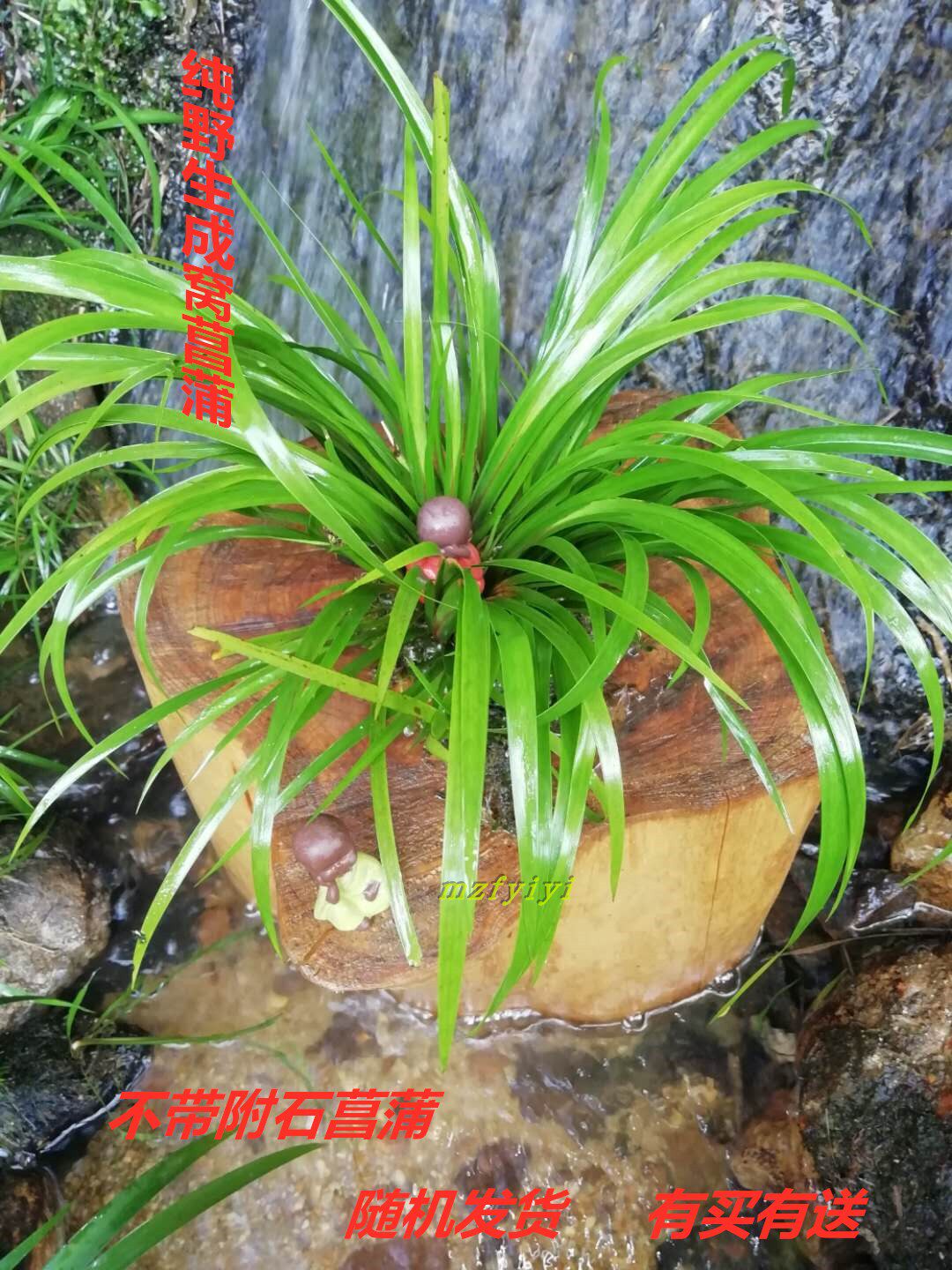 92菖蒲草禅意吸水石金钱昌蒲黄金姬虎须香苗贵船苔盆景水培室内植物已