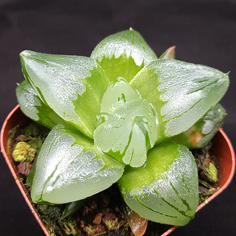 热销裹般若_冰城裹般若西瓜寿背窗三杰 玉露寿十二卷 大魔王多肉贵货