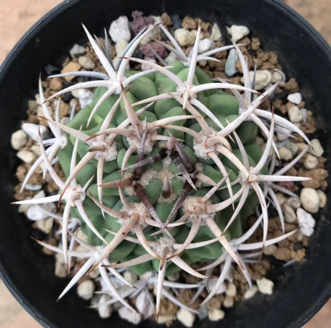 寻仙园的优惠券大全—强刺碧岩玉裸萼球属仙人球萌多肉植物绿植盆栽