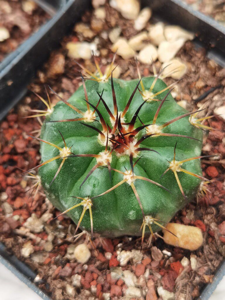 豪刺圆盘玉仙人球多肉植物绿植盆栽寻仙园阳台窗台防辐射庭院