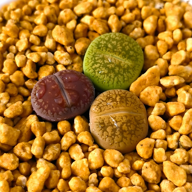 红绿日轮组合生石花多肉植物裸根不带土绿植盆栽花卉园艺趣味窗台