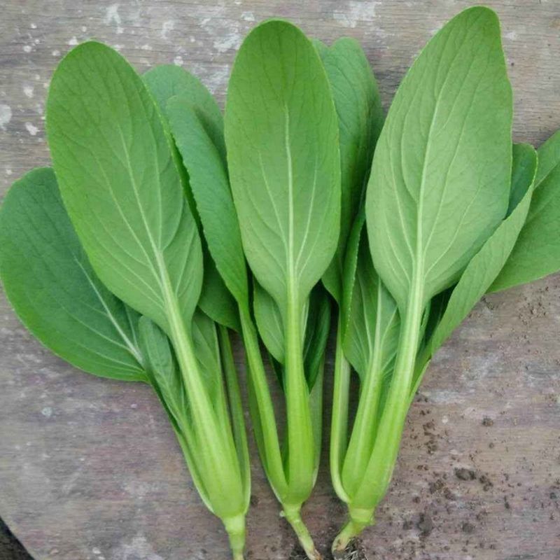 鸡毛菜种子 18天可吃四季小白菜青菜油菜种籽 阳台盆栽蔬菜蔬莱孑 | 
