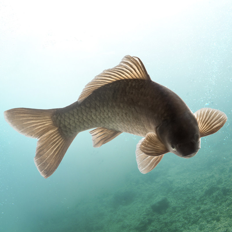 峡谷天河黑金鲫鱼鲫鱼有机富硒鱼1.5斤液氮速冻湖南特产顺丰