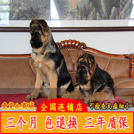 西安出售德国牧羊犬纯种幼犬活体狼狗赛级黑贝弓背牧羊犬大型犬狗