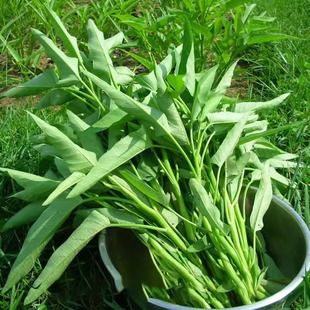 空心菜种籽农家白梗小叶菜籽孑柳叶阳台四季播种家庭种植蔬菜种子