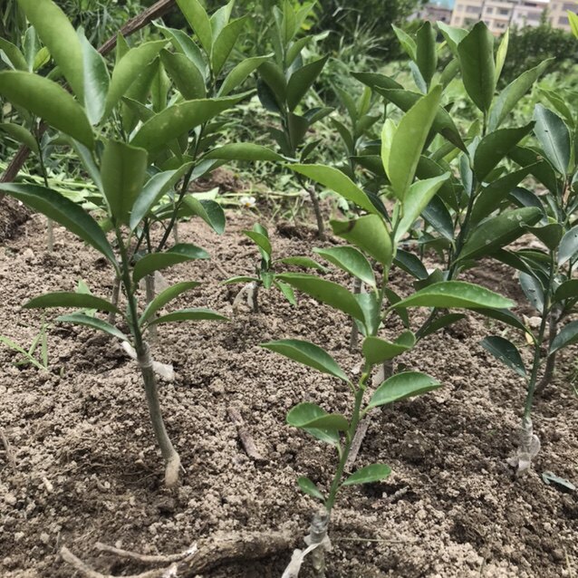 新会陈皮茶枝柑苗盆栽小青柑大红柑柑普茶枳壳红柠檬头绿植素材