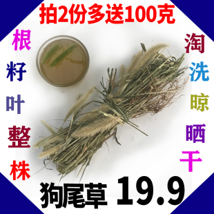 野生整株晾晒干狗尾巴草 毛虫草谷莠子狗尾草九尾草中药草250包邮