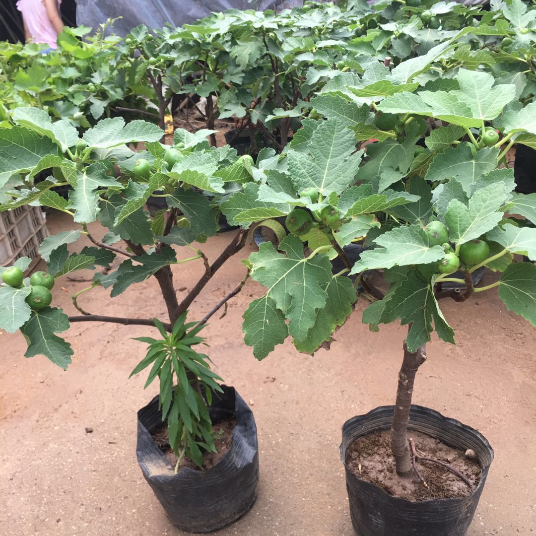 带果无花果阳台矮化四季盆栽树苗