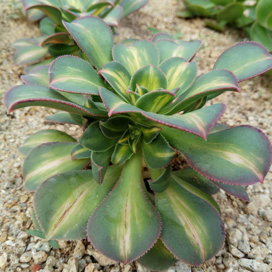 黄中斑莲花掌属多头群生多肉植物小老桩景天天科多肉植物