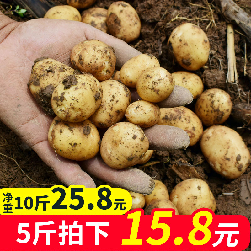 迷你恩施小土豆5斤黄心土豆新鲜蔬菜农家自种马铃薯10斤拍两件在类目 水产肉类/新鲜蔬果/熟食, 新鲜蔬菜/蔬菜制品, 新鲜蔬菜, 土豆中 - 来自Buy2taobao.com提供专业的淘宝代购服务