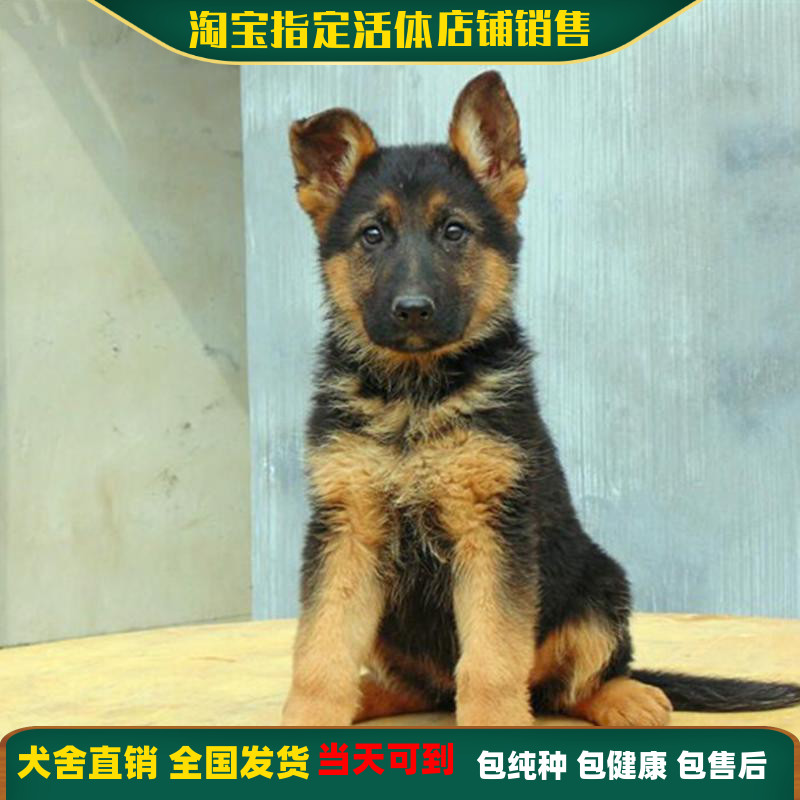 无偿领养纯种德国牧羊犬幼犬活体黑背警犬大型犬小狼狗马犬宠物狗