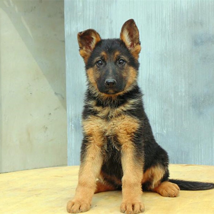 德国牧羊犬幼纯种