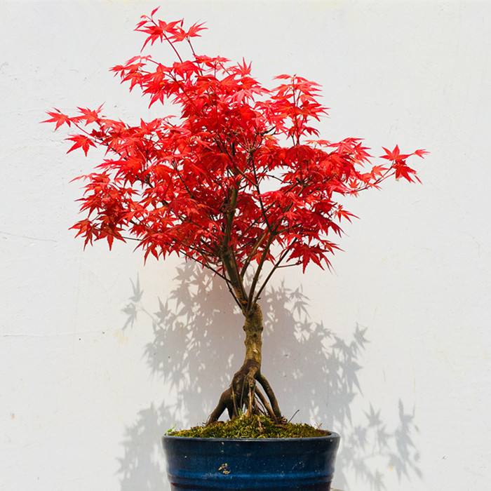 特价庭院植物 风景树_日本红枫盆景树苗室内庭院矮霸盆栽植物四季常年