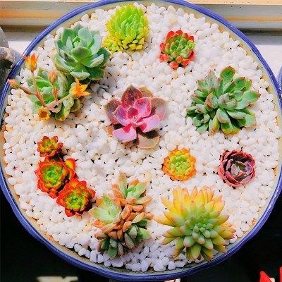 白沙子纯白小号米石沙石绿植铺面园艺鱼缸透气粗砂盆景装饰白石子在类目 鲜花速递/花卉仿真/绿植园艺, 园艺用品, 其它园艺用品中 - 来自Buy2taobao.com提供专业的淘宝代购服务