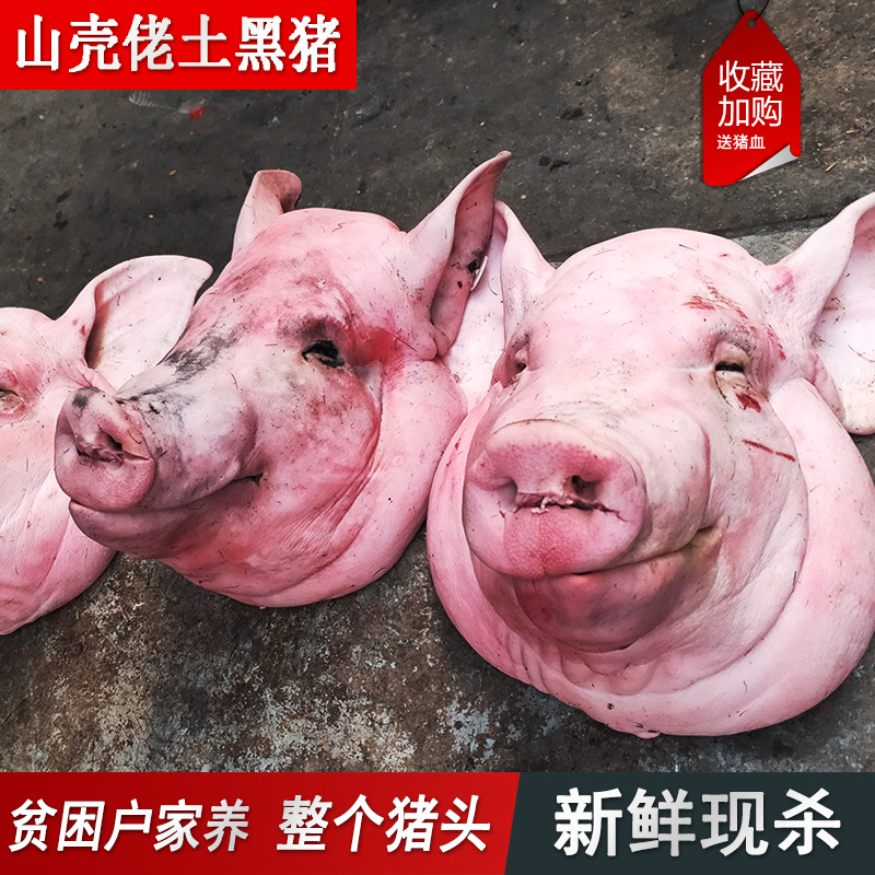 农家土黑猪肉猪副山猪头生鲜猪头生猪脑卤猪头皮原料猪头骨肉15斤|ruв категории водной мясо/свежие фрукты и овощи/еда, сырое мясо/мясо, свинина, студентов свинины - от Buy2taobao.com для оказания профессиональной услуги покупки агента Taobao