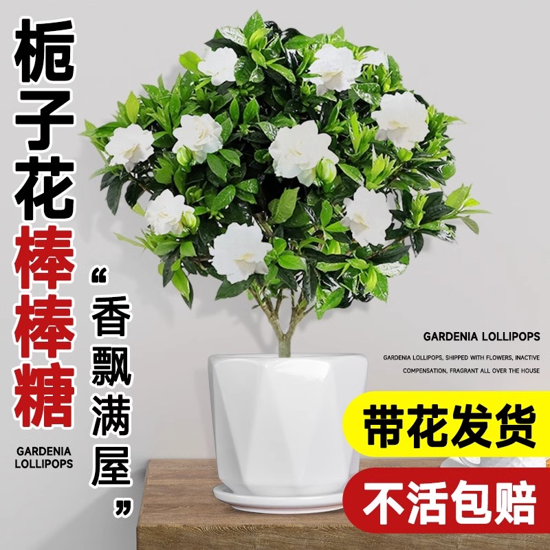 栀子花盆栽带花苞阳台室内外茉莉花树苗绿植秋冬花卉植物四季开花