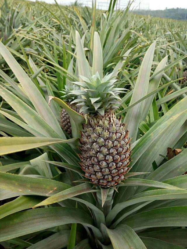 海南翠玉凤梨菠萝台湾凤梨海南热带水果甜蜜蜜凤梨
