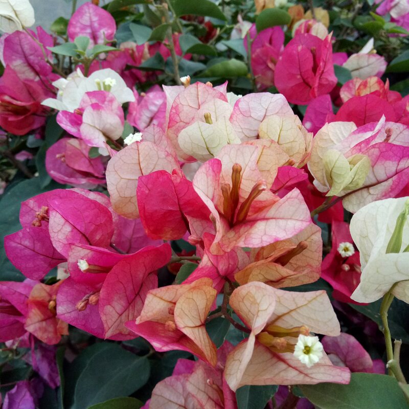 三角印度画报爬藤扦插鲜花阳台四季开花冬季时令草本花卉