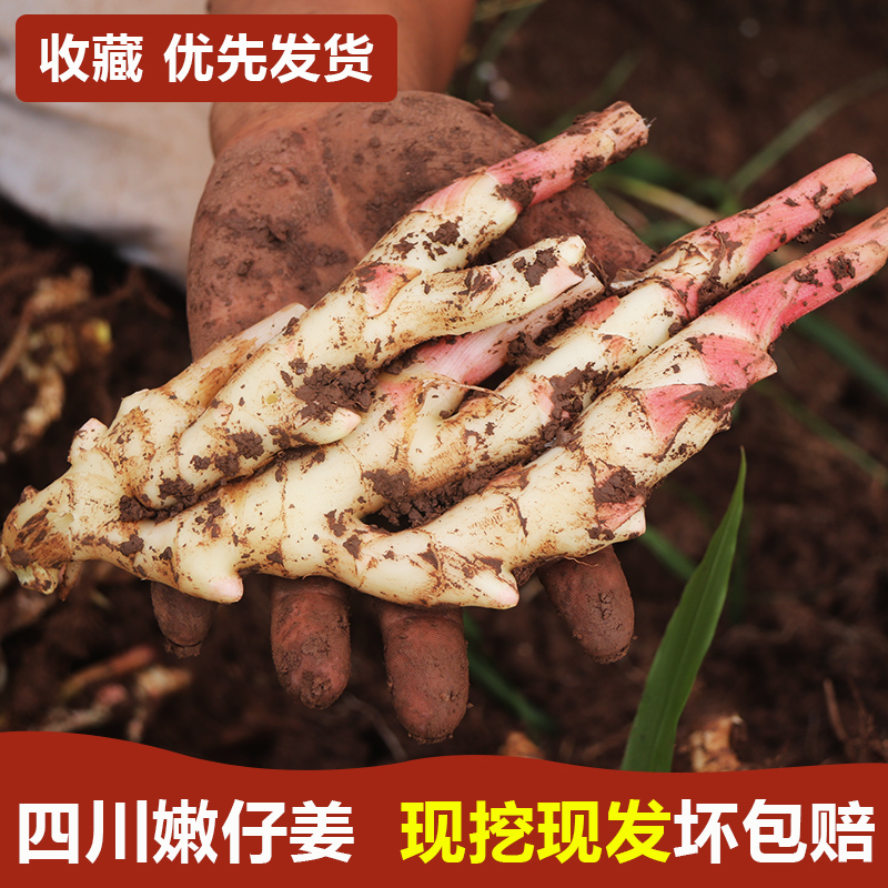 四川嫩姜子姜现挖新鲜仔姜五仔姜醋泡姜生姜红芽姜菜姜嫩姜芽包邮在类目 水产肉类/新鲜蔬果/熟食, 新鲜蔬菜/蔬菜制品, 生姜中 - 来自Buy2taobao.com提供专业的淘宝代购服务
