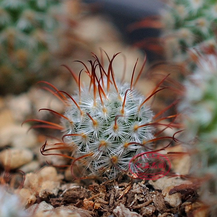 植物员外曲刺佩雷直刺佩雷一物一拍乳突球属仙人球多肉植物盆栽