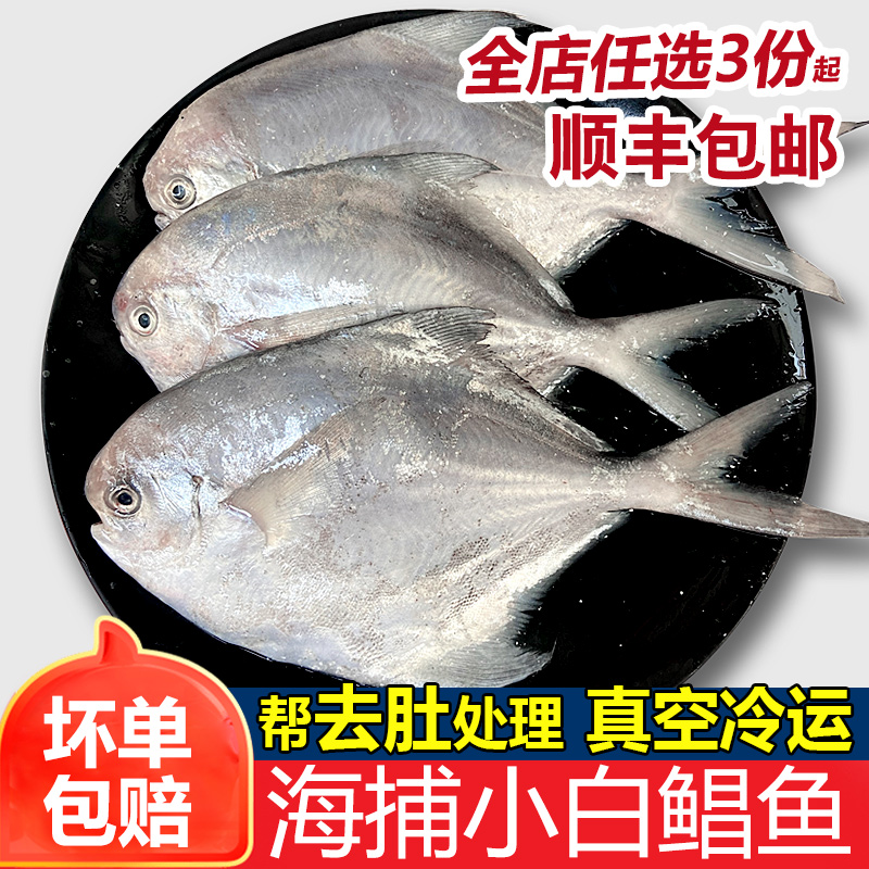 白鲳鱼小银鲳鱼鲜活冷冻潮汕海鲜水产