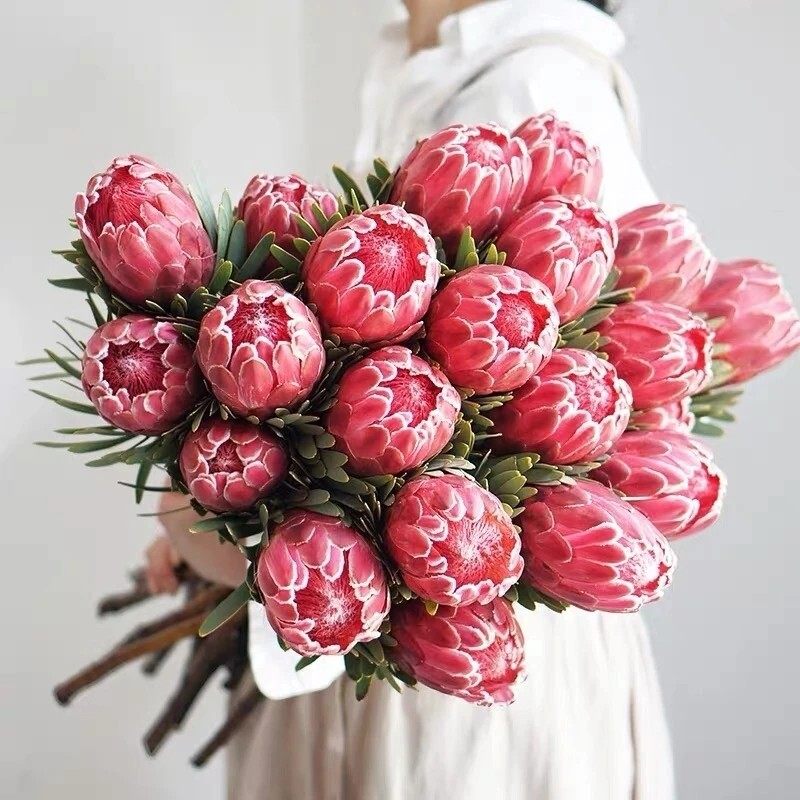 公主南非进口花材鲜花插花真水养进口南非帝王花云南直发昆明基地