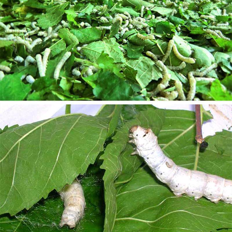 蚕宝宝学生养蚕套装春幼活物ctzsf蚕蚕蚕卵活体种123虫45龄巨型蚕