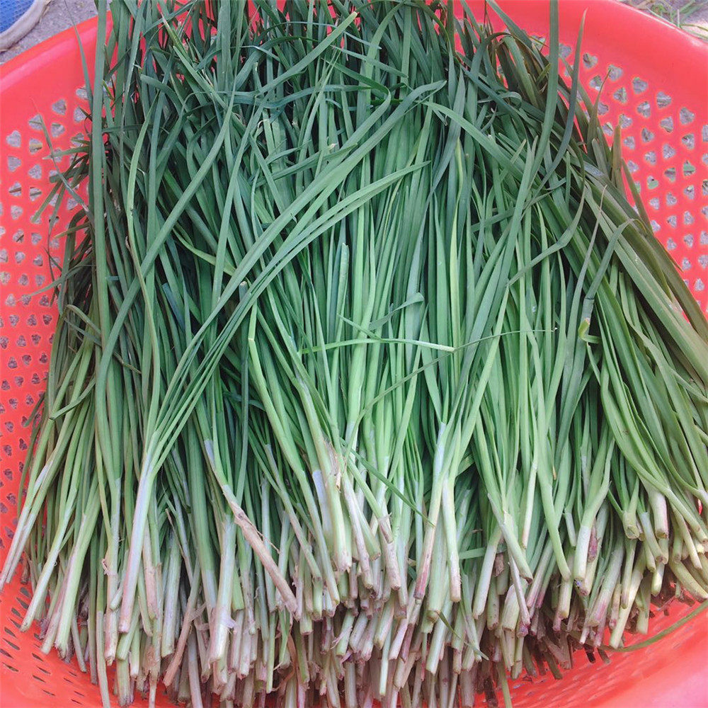 湖北农家自种新鲜时令露天韭菜现割鲜