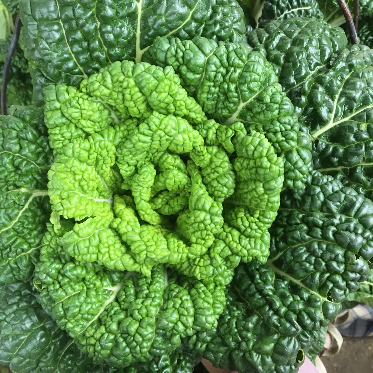 湖北农家自种黄心乌青菜冬白菜菊花心新鲜霜冻黑心乌塌菜5斤包邮