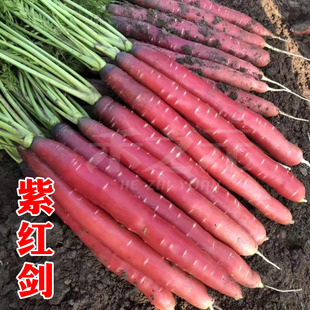 紫红箭胡萝卜种籽种孑红胡萝卜种子水果萝卜四季秋冬季禾之元种业