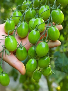 绿色口感型千禧小番茄种子种籽孑苗秧玲珑圣女果蔬菜果苗秧苗籽种