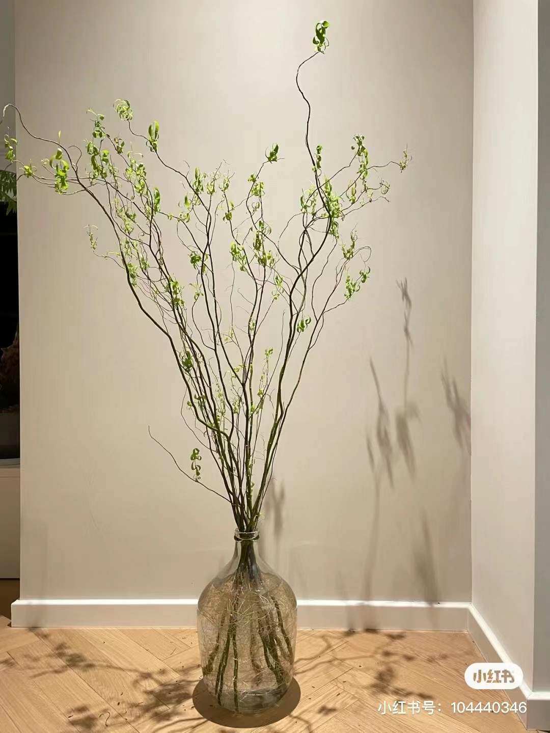 龙柳鲜枝红柳水养干枝雪柳泡水遇水开花水培植物仙女客厅卧室造景