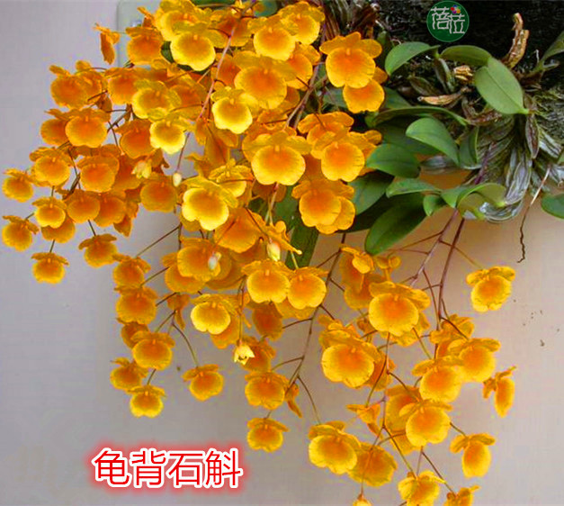 大龟背石斛 黄色大串花 黄花石斛 附生很好看 雨淋缸植物盆景很美