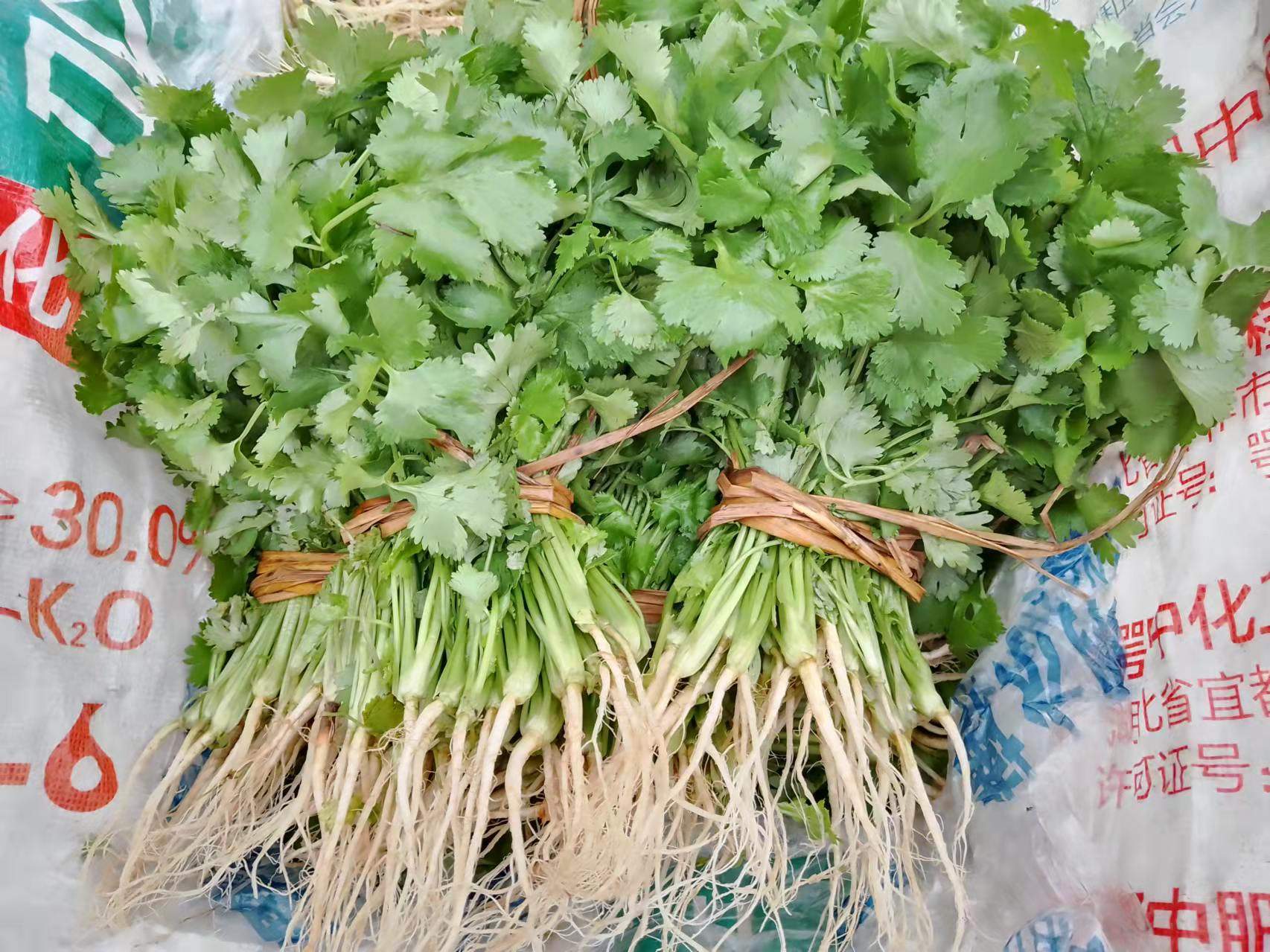 农家露天不催肥新鲜小香菜小芫荽臭菜火锅菜胡荽香荽顺丰包邮