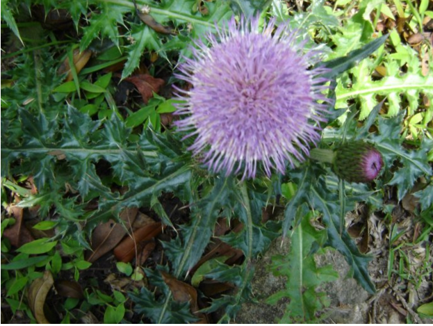 大蓟根新鲜野生现采牛口刺虎蓟刺蓟马蓟鸡脚剌儿菜现采现发1000g