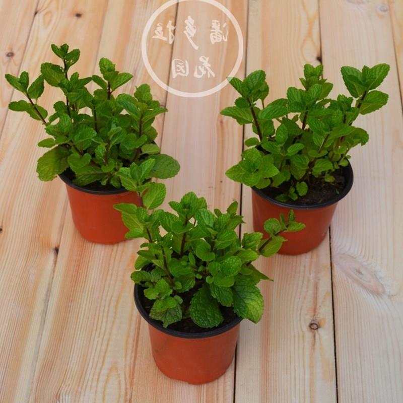 Fresh mint potted mint leaves office green plant herb plants